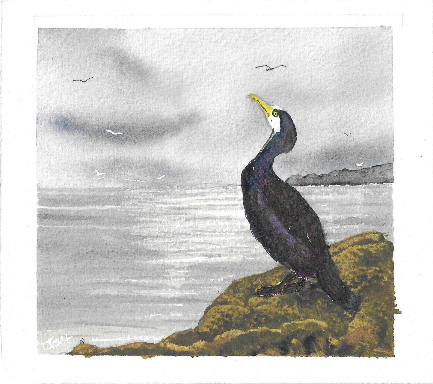 Cormorant