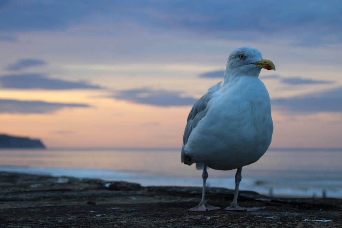 Whitby Seagull